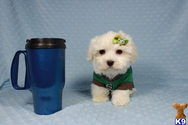 lvpuppyheaven Picture 2